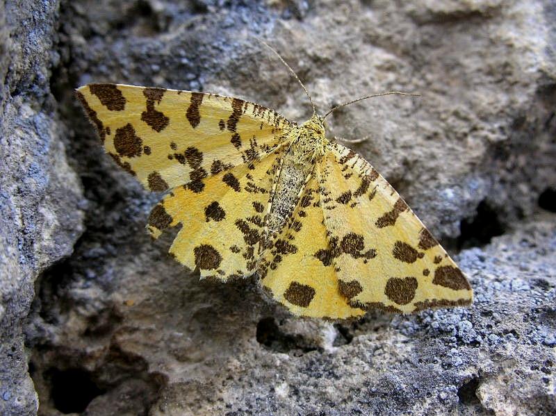 Pseudopanthera macularia (morta) Geometridae....... (TN)